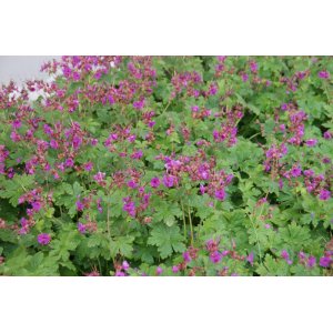 Pakosť podzemkatý (Geranium macrorrhizum) ´CZAKOR´ kont. P9